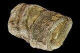 Pair Of Fused Fossil Fish (Xiphactinus) Vertebrae - Kansas #139320-1